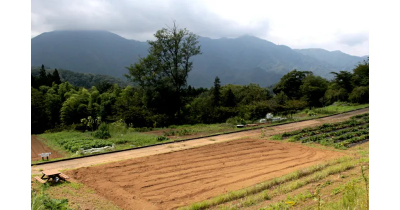 【ふるさと納税】自分で野菜を作り収穫できる貸し農園