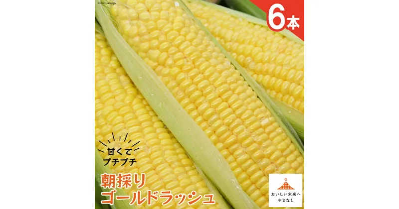 【ふるさと納税】【期間限定発送】 朝採り 即出荷 甘くてプチプチ ゴールドラッシュ 6本 [しゃんと畑 山梨県 韮崎市 20741886] 野菜 とうもろこし トウモロコシ