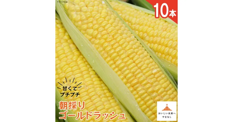 【ふるさと納税】【期間限定発送】 朝採り 即出荷 甘くてプチプチ ゴールドラッシュ 10本 [しゃんと畑 山梨県 韮崎市 20741888] 野菜 とうもろこし トウモロコシ