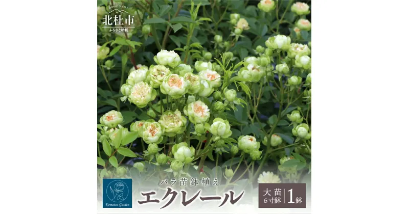 【ふるさと納税】バラ 苗 四季咲き 鉢植え 花 エクレール 6寸鉢 ディープカップ咲き 房咲き 送料無料