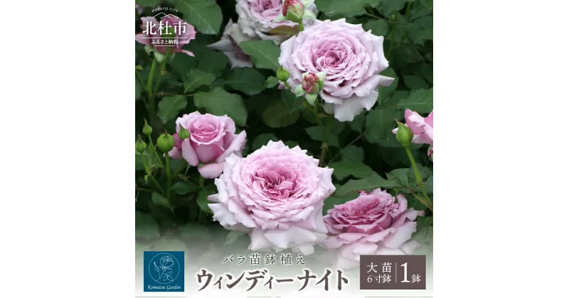 【ふるさと納税】バラ 苗 四季咲き 鉢植え 花 ウィンディー ナイト 6寸鉢 オリジナル品種 ロゼット咲き 房咲き 送料無料