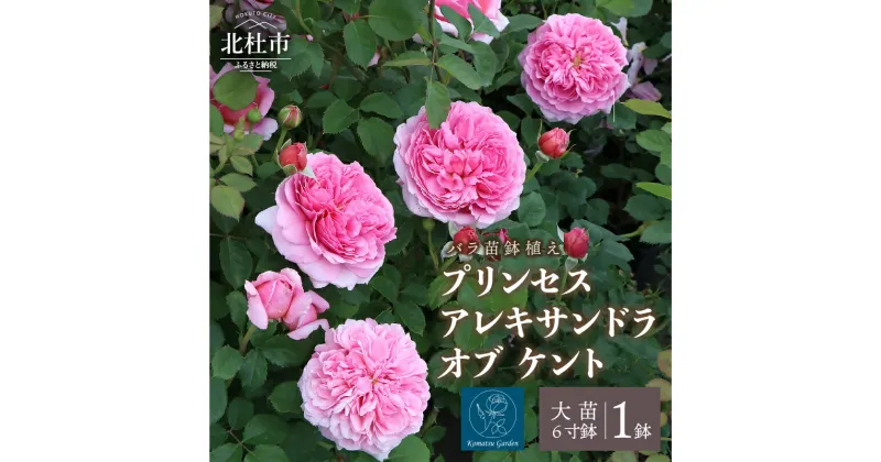 【ふるさと納税】 バラ 苗 四季咲き 鉢植え 花 6寸鉢 プリンセス アレキサンドラ オブ ケント カップ咲き ロゼット咲き ティー香 フルーツ香 1鉢 送料無料