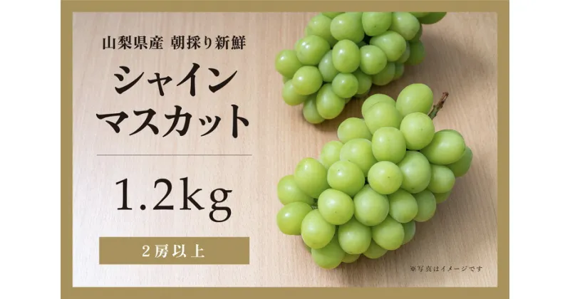 【ふるさと納税】【2025年-令和7年発送分☆先行予約☆】山梨県産 朝採り新鮮 シャインマスカット 1.2kg　 果物 ぶどう フルーツ デザート 食後 おやつ 旬の果物 旬のフルーツ 国産 　お届け：2025年9月中旬～10月上旬頃に順次発送予定