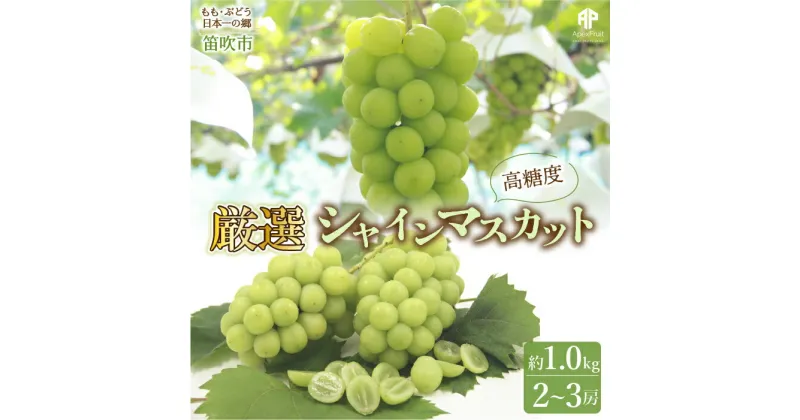 【ふるさと納税】【まだ間に合う24年発送】笛吹市産　 厳選! シャインマスカット 2～3房 約1.0kg ふるさと納税 シャインマスカット 笛吹市 国産 人気 期間限定 ぶどう ブドウ 葡萄 旬 果物 フルーツ 山梨県 送料無料 先行予約 205-004