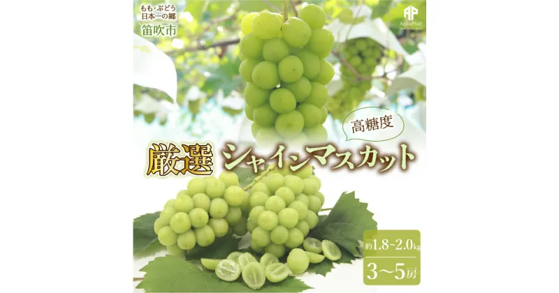 【ふるさと納税】【まだ間に合う24年発送】笛吹市産　厳選! シャインマスカット 約1.8～2.0kg 3～5房 ふるさと納税 シャインマスカット 笛吹市 国産 人気 期間限定 ぶどう ブドウ 葡萄 旬 果物 フルーツ 山梨県 送料無料 205-005