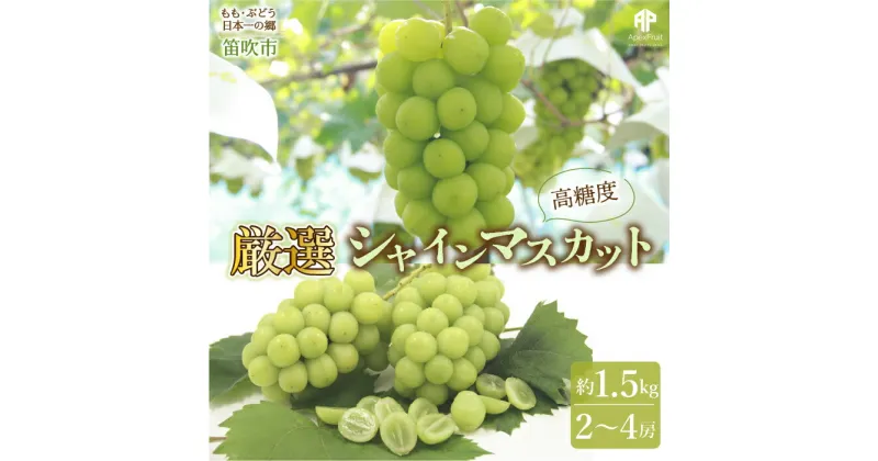 【ふるさと納税】【まだ間に合う24年発送】笛吹市産　シャインマスカット　約1.5kg（2〜4房） ふるさと納税 おすすめ ランキング シャインマスカット 笛吹市 国産 人気 期間限定 ぶどう ブドウ 葡萄 旬 果物 フルーツ 山梨県 送料無料 205-007