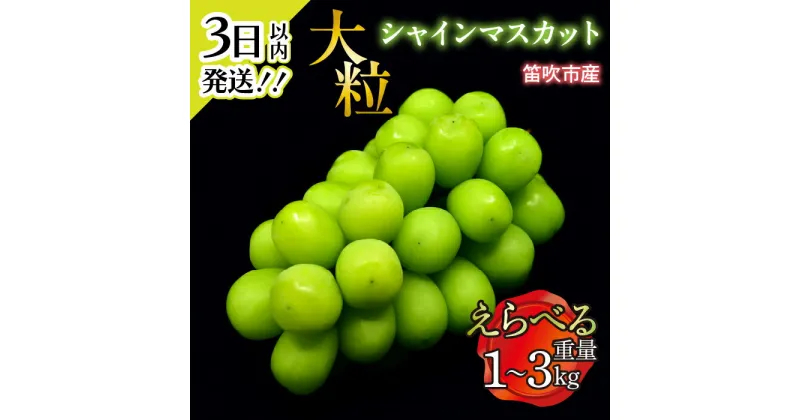 【ふるさと納税】＜3日以内スピード発送！＞ 笛吹市産 大粒シャインマスカット 選べる数量 【1.0kg~3.0kg】 ふるさと納税 ぶどう シャインマスカット 笛吹市 国産 人気 期間限定 果物 フルーツ 旬 山梨県 送料無料