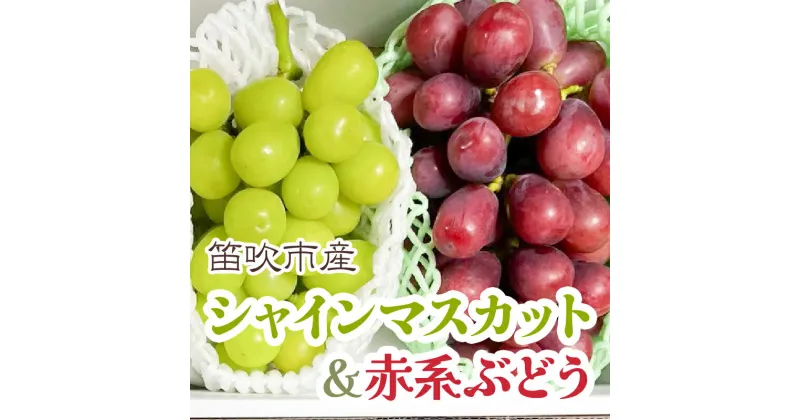 【ふるさと納税】【まだ間に合う！24年発送】シャインマスカット&赤系ぶどう 各1房(2房合計1kg程度) 　★楽天限定　ふるさと納税 ぶどう シャインマスカット 赤ぶどう 笛吹市 国産 人気 期間限定 果物 フルーツ 旬 山梨県 送料無料 229-004