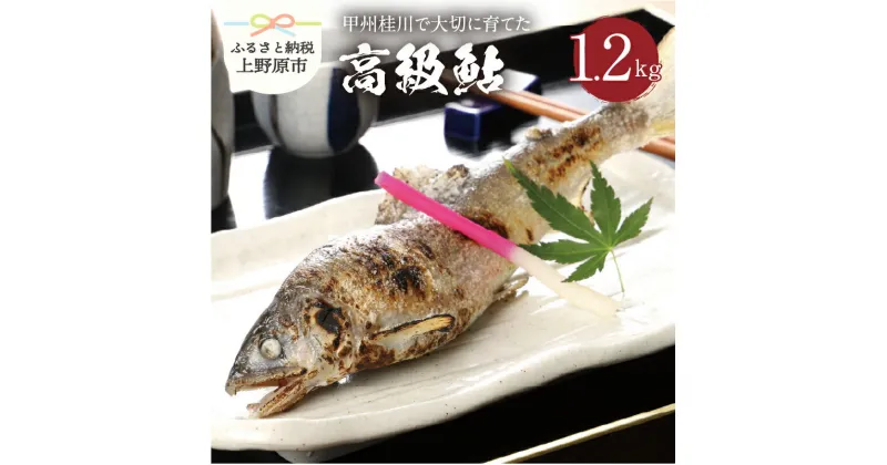 【ふるさと納税】 魚 川魚 鮎 あゆ 桂川 甲州桂川の鮎(Aセット) 1.2kg (14〜16尾) 贈答 贈り物 送料無料 ※沖縄県、離島不可 山梨県 上野原市