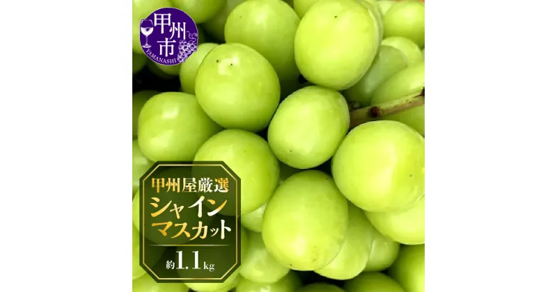 【ふるさと納税】 フルーツ シャインマスカット 約1.1kg 甲州市 大粒 ぶどう 種無し 果物 高級 新鮮 美味しい 青果品 朝採れ 2房 甲州屋 厳選 2024年発送 期間限定 数量限定 贈答 ギフト 家庭用 8月 9月 10月 発送 社員マスカット【B-116】