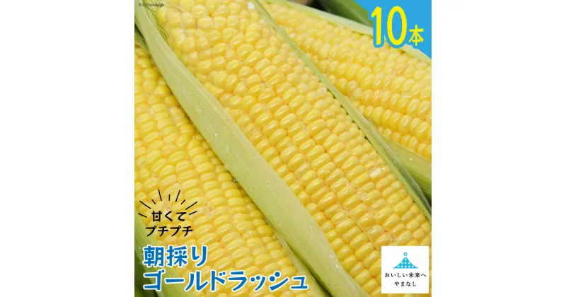 【ふるさと納税】【期間限定発送】 朝採り 即出荷 甘くてプチプチ ゴールドラッシュ 10本 [しゃんと畑 山梨県 中央市 21470357] 野菜 とうもろこし トウモロコシ 産地直送