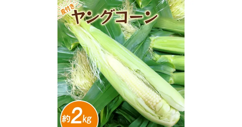 【ふるさと納税】【先行受付】 ヤングコーン 2kg (25本前後) [ASファーム 山梨県 中央市 21470631] 野菜 コーン ベビーコーン とうもろこし トウモロコシ 皮付き 冷蔵 期間限定 季節限定