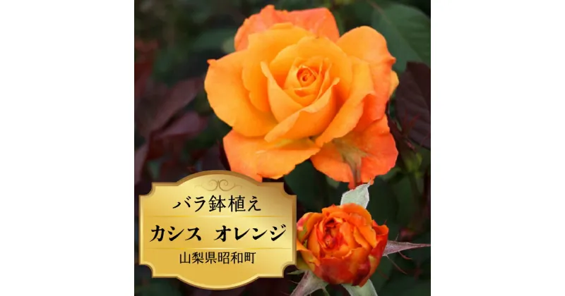 【ふるさと納税】 ふるさと納税 バラ鉢植え ローズ 薔薇 バラ ガーデニング 花 フラワー 敬老の日 卒入学祝い 新築祝い 記念日 お祝い ギフト プレゼント 贈り物 山梨県 昭和町 母の日 送料無料 バラ鉢植え「カシス オレンジ」 SWBD007