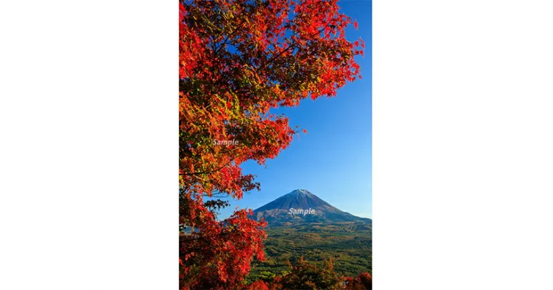 【ふるさと納税】 富士山フォトパネル（紅葉）ふるさと納税 富士山 フォトパネル 写真 額装写真 山梨県 鳴沢村 送料無料 NSF009