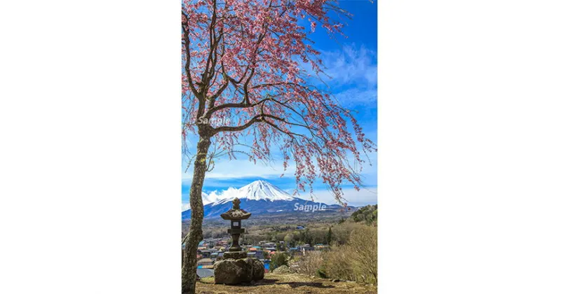 【ふるさと納税】 富士山フォトパネル（桜）ふるさと納税 富士山 フォトパネル 写真 額装写真 山梨県 鳴沢村 送料無料 NSF010