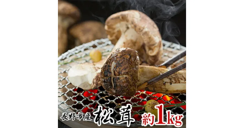 【ふるさと納税】長野市収穫　松茸　約1kg（8～15本）　野菜・きのこ・松茸・まつたけ・約1kg　お届け：2024年8月下旬～11月上旬