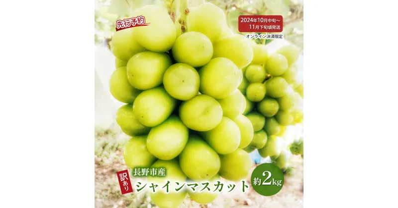 【ふるさと納税】ぶどう 先行予約 長野県産 シャインマスカット 約2kg 訳あり 葡萄 ブドウ 果物 フルーツ シャイン マスカット デザート おやつ 信州 2024年秋発送　 長野市 　お届け：2024年10月中旬～11月下旬