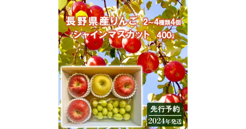 【ふるさと納税】先行予約 長野県産りんご2～4種類4個シャインマスカット400g 2024年発送　 長野 果物類 ぶどう マスカット フルーツ ギフト 手土産 詰め合わせ 　お届け：2024年11月1日～2025年1月31日