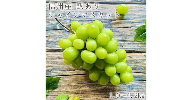 【ふるさと納税】※2024年先行予約※［家庭用］【信州長野県産】シャインマスカット1.0～1.2kg　 長野市 　お届け：2024年9月上旬～11月中旬まで