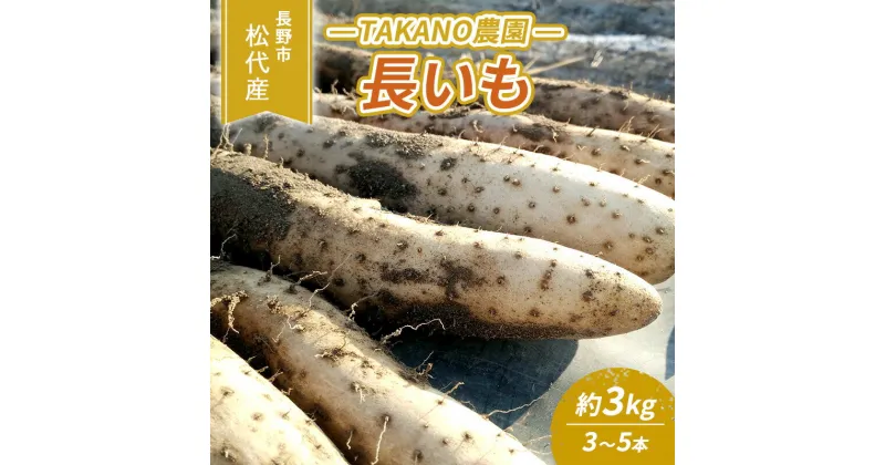 【ふるさと納税】先行予約 長野市松代産 TAKANO農園　長いも 約3kg【3～5本】　 野菜 根菜 長野県産 ネバネバ シャキシャキ とろろご飯 具材 食材 国産 　お届け：2024年11月下旬～2025年3月上旬