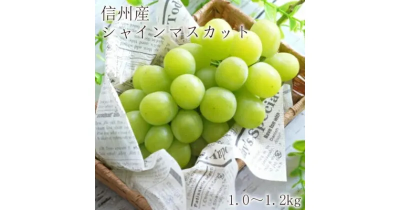 【ふるさと納税】2024年先行予約 シャインマスカット1.0～1.2kg（2～3房）長野県産　 果物 デザート フルーツ ぶどう マスカット 宝石 パリッ 甘さ 酸味 　お届け：2024年9月中旬～11月中旬まで