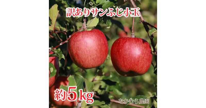 【ふるさと納税】【訳あり】サンふじ小玉 約5kg（約18～20玉）《なかむら農園》■2024年～2025年発送■※11月上旬頃～1月中旬頃まで順次発送予定 果物類 林檎 りんご リンゴ