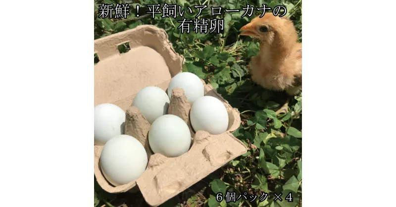 【ふるさと納税】新鮮！平飼いアローカナの有精卵（6個パック×4）《タナカファーム》アローカナ 鶏卵 青い卵