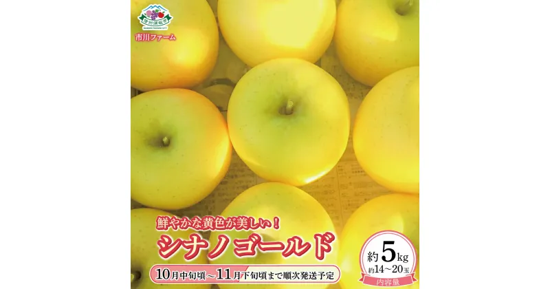 【ふるさと納税】鮮やかな黄色が美しい！シナノゴールド 約5kg (約14～20玉) 《市川ファーム》■2024年発送■※10月中旬頃～11月下旬頃まで順次発送予定 果物類 林檎 りんご リンゴ シナノゴールド