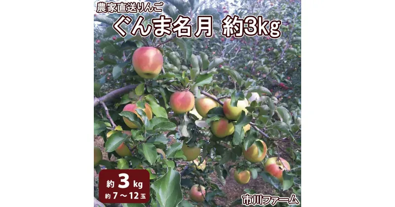 【ふるさと納税】【特秀品】農家直送りんご「ぐんま名月」 約3kg (約7～12玉) 《市川ファーム》■2024年発送■※10月中旬頃～11月下旬頃まで順次発送予定 果物 フルーツ りんご ぐんま名月