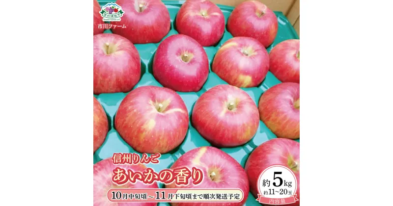 【ふるさと納税】信州りんご「あいかの香り」 約5kg (約11～20玉) 《市川ファーム》■2024年発送■※10月中旬頃～11月下旬頃まで順次発送予定 林檎 りんご あいかの香り