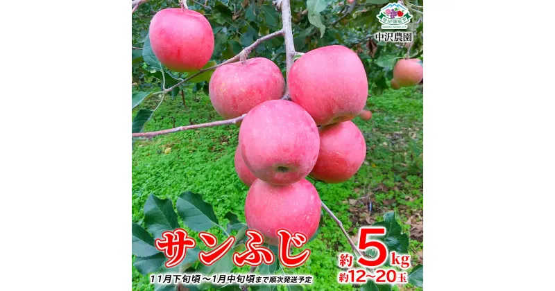 【ふるさと納税】サンふじ 約5kg (約12～20玉) 《中沢農園》■2024年～2025年発送■※11月下旬頃～1月中旬頃まで順次発送予定 林檎 りんご リンゴ