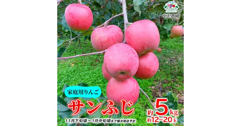 【ふるさと納税】【家庭用りんご】サンふじ 約5kg (約12～20玉) 《中沢農園》■2024年～2025年発送■※11月下旬頃～1月中旬頃まで順次発送予定 林檎 りんご リンゴ 家庭用 訳あり