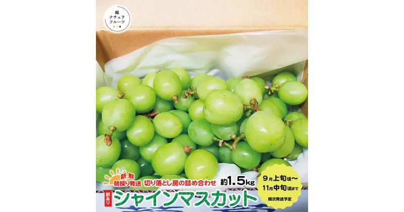 【ふるさと納税】新鮮朝採り発送☆ 訳あり シャインマスカット 約1.5kg(切り落とし房の詰め合わせ)《越ナチュラフルーツ》 ■2024年発送■※9月上旬頃～11月中旬頃まで順次発送予定 果物 ぶどう フルーツ 果物 ブドウ 先行予約