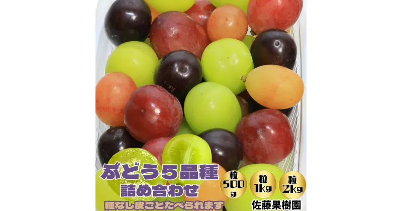 【ふるさと納税】ぶどう5品種詰め合わせ（種なし皮ごとたべられます）【内容量が選択可能】500g (500g×1パック) 1kg (500g×2パック) 2kg (500g×4パック) 《佐藤果樹園》■2024年発送■※9月上旬頃～10月下旬頃まで順次発送予定 フルーツ 果物 ぶどう ブドウ 葡萄