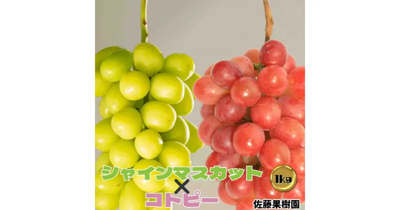 【ふるさと納税】白ぶどう（シャインマスカット）＆赤ぶどう（コトピー） 合計1kg以上（各1房）《佐藤果樹園》■2024年発送■※9月下旬頃～10月下旬頃まで順次発送予定　果物 フルーツ ぶどう ブドウ 葡萄 先行予約 期間限定 数量限定 食べ比べ