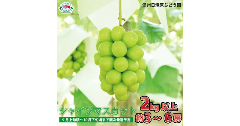 【ふるさと納税】シャインマスカット2kg以上 (約3～6房) 《信州日滝原ぶどう園》■2024年発送■※9月上旬頃～10月下旬頃まで順次発送予定 果物 フルーツ ぶどう シャインマスカット