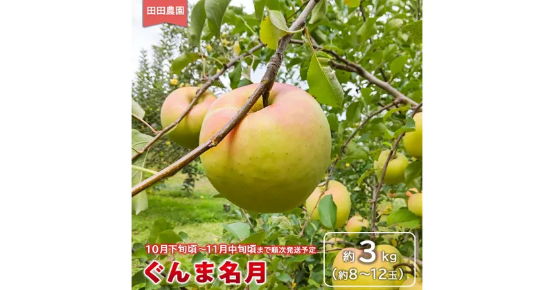 【ふるさと納税】ぐんま名月 約3kg（約8～12玉）《田田農園》■2024年発送■※10月下旬頃～11月中旬頃まで順次発送予定 果物 フルーツ 林檎 りんご リンゴ