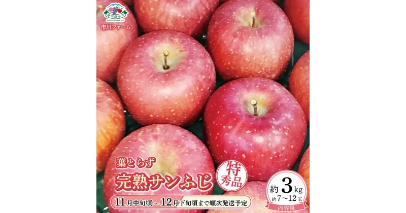 【ふるさと納税】葉とらず完熟サンふじ特秀品 約3kg (約7～12玉) 《市川ファーム》■2024年発送■※11月中旬頃～12月下旬頃まで順次発送予定 果物 フルーツ 林檎 りんご リンゴ