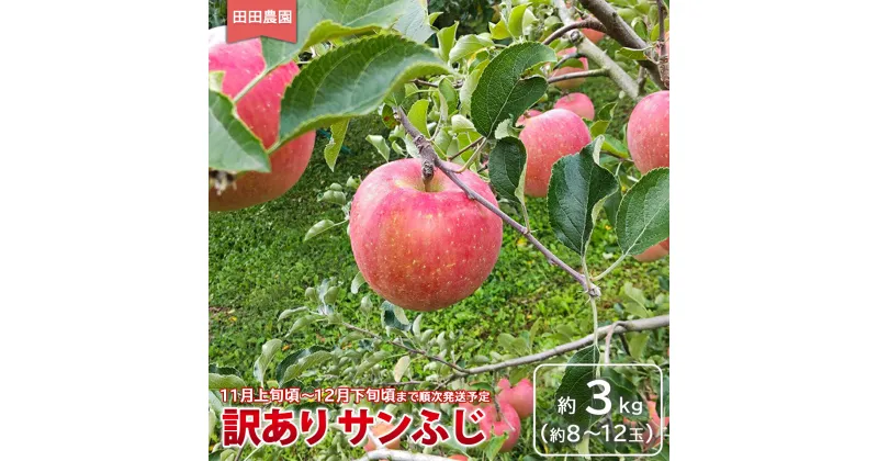 【ふるさと納税】訳あり サンふじ 約3kg（約8～12玉）《田田農園》■2024年発送■※11月上旬頃～12月下旬頃まで順次発送予定 果物 フルーツ 林檎 りんご リンゴ