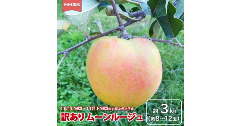 【ふるさと納税】訳あり ムーンルージュ 約3kg（約8～12玉）《田田農園》■2024年発送■※11月上旬頃～11月下旬頃まで順次発送予定 フルーツ 果物 りんご リンゴ 林檎