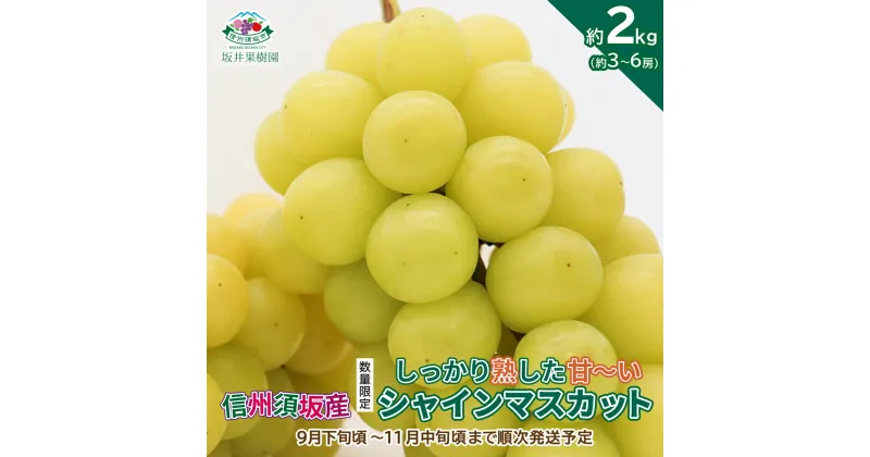 【ふるさと納税】信州須坂産 数量限定 しっかり熟した 甘～いシャインマスカット 約2kg (約3～6房)《坂井果樹園》■2024年発送■※9月下旬頃～11月中旬頃まで順次発送予定 果物 ぶどう フルーツ 果物類