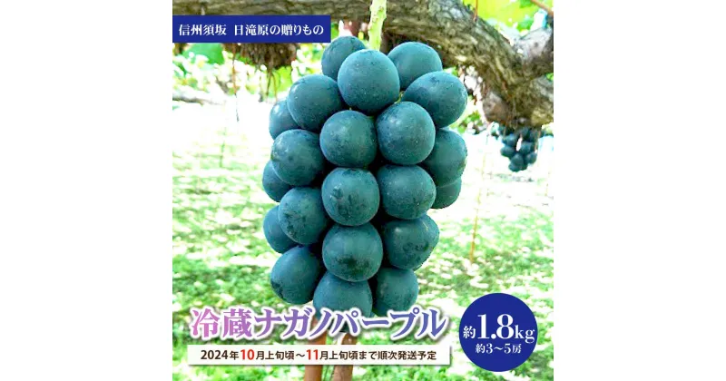 【ふるさと納税】種なし皮ごと食べられる！ 冷蔵ナガノパープル 約1.8kg (約3～5房) 《信州須坂　日滝原の贈りもの》■2024年発送■※10月上旬頃～11月上旬頃まで順次発送予定 フルーツ 果物 葡萄 ブドウ ぶどう ナガノパープル