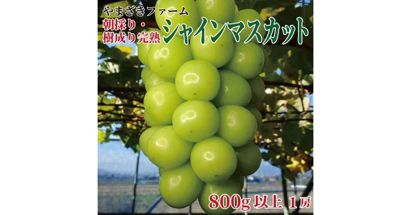 【ふるさと納税】【先行予約】大人気！長野県産 シャインマスカット 朝採り・樹成り完熟で新鮮いっぱい！800g以上（1房）《やまざきファーム》■2024年発送■※9月中旬頃～11月中旬頃まで順次発送予定 フルーツ 果物 葡萄 ブドウ ぶどう シャインマスカット