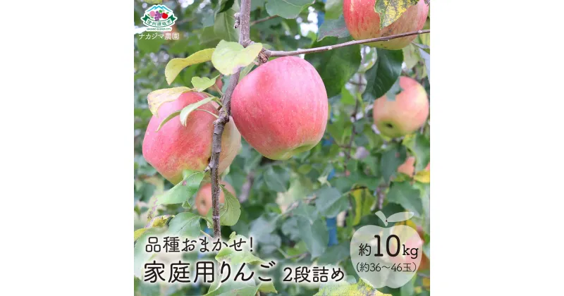 【ふるさと納税】【品種おまかせ】家庭用りんご 2段詰め 約10kg （約36～46玉）《ナカジマ農園》 ■2024年発送■※10月上旬頃～12月下旬頃まで順次発送予定　　 果物 フルーツ りんご 訳あり