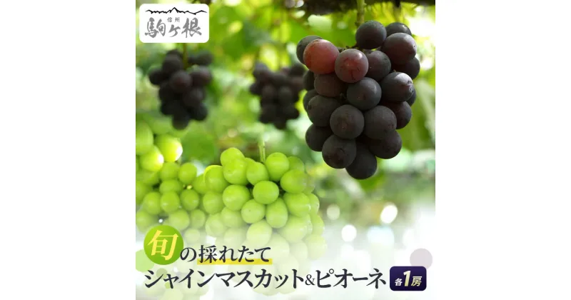 【ふるさと納税】ぶどう 長野 シャインマスカット + ピオーネ 計1.6kg以上各1房 セット 大粒 種なし 皮ごと 食べ比べ 産地直送 フルーツ 果物 デザート おやつ マスカット 葡萄 秋 旬 旬の果物 旬のフルーツ 信州 信州産 長野県　お届け：2024年10月上旬～11月中旬