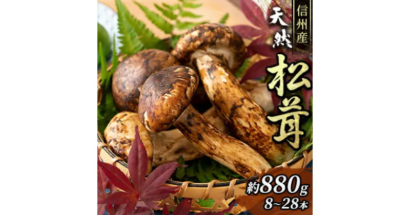 【ふるさと納税】信州産「天然松茸」（約880g/8～29本）　野菜・きのこ・シイタケ　お届け：2024年9月下旬頃より順次発送