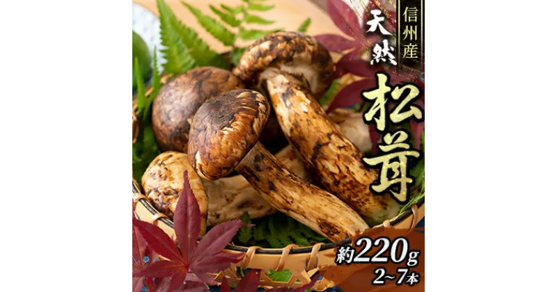 【ふるさと納税】信州産「天然松茸」（約220g/2～8本）　野菜・きのこ　お届け：2024年9月下旬頃より順次発送