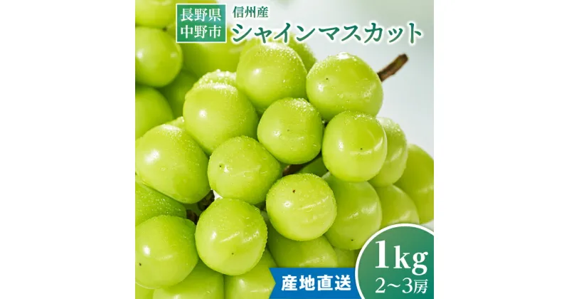 【ふるさと納税】2024年9月下旬から出荷【信州産】シャインマスカット1kg_ 長野県 フルーツ 果物 旬 ギフト プレゼント 贈り物 送料無料 【1246230】