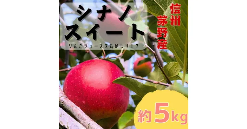 【ふるさと納税】りんご シナノスイート 約5kg (12～18玉) 長野県茅野市　八ヶ岳 蓼科 信州のりんご【1546836】