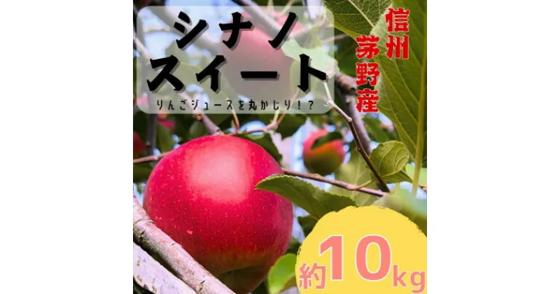 【ふるさと納税】りんご シナノスイート 約10kg (24～36玉) 長野県茅野市　八ヶ岳 蓼科 信州のりんご【1555664】